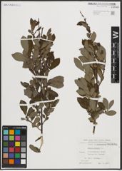 Foto von Salix aurita L.